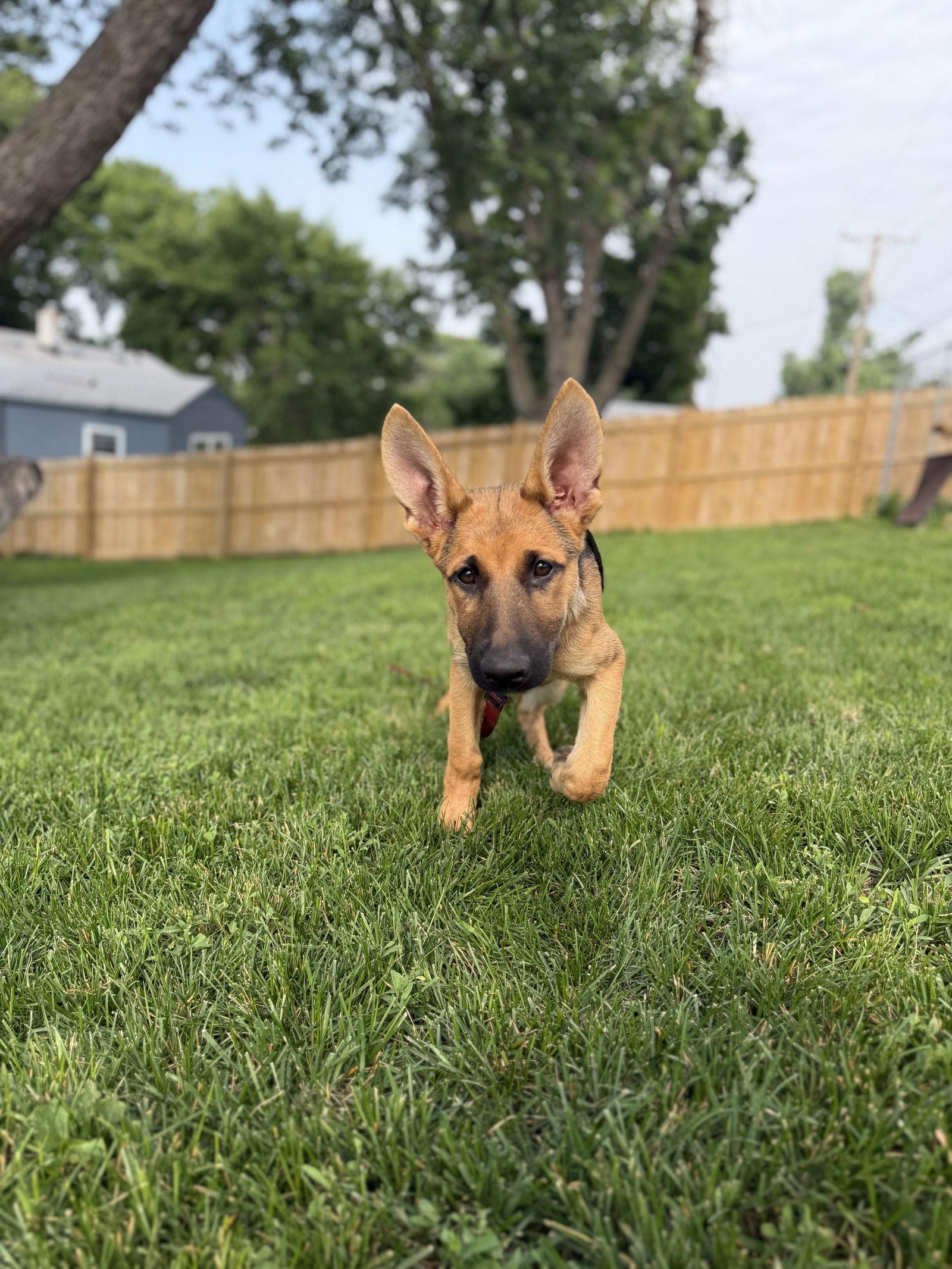 Nora, a Adoptable German Shepherd Dog in Council Bluffs, IA image 1/3