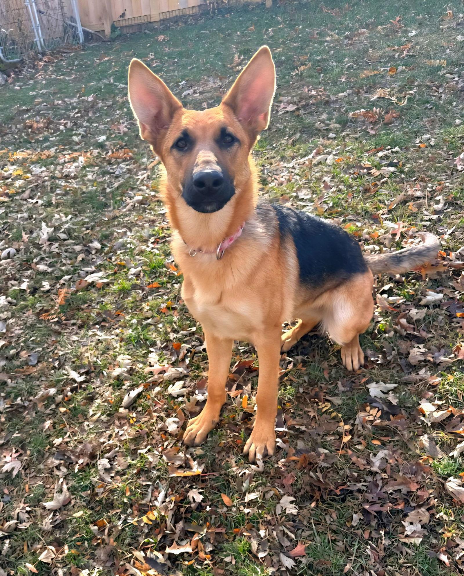 Nora, a Adoptable German Shepherd Dog in Council Bluffs, IA image 2/3