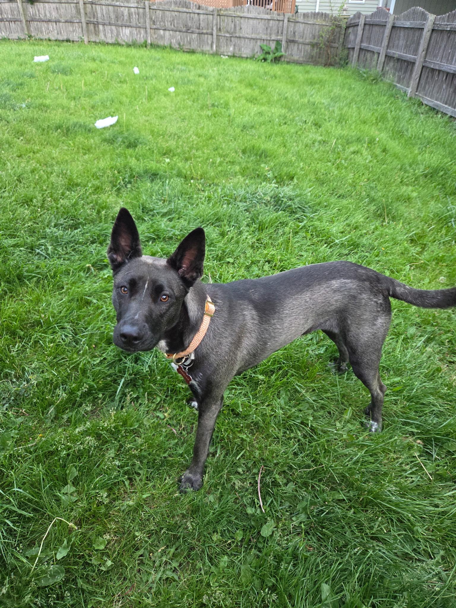 Sybrina, ADOPTABLE, Adult Female Belgian Shepherd / Malinois & Dutch Shepherd.