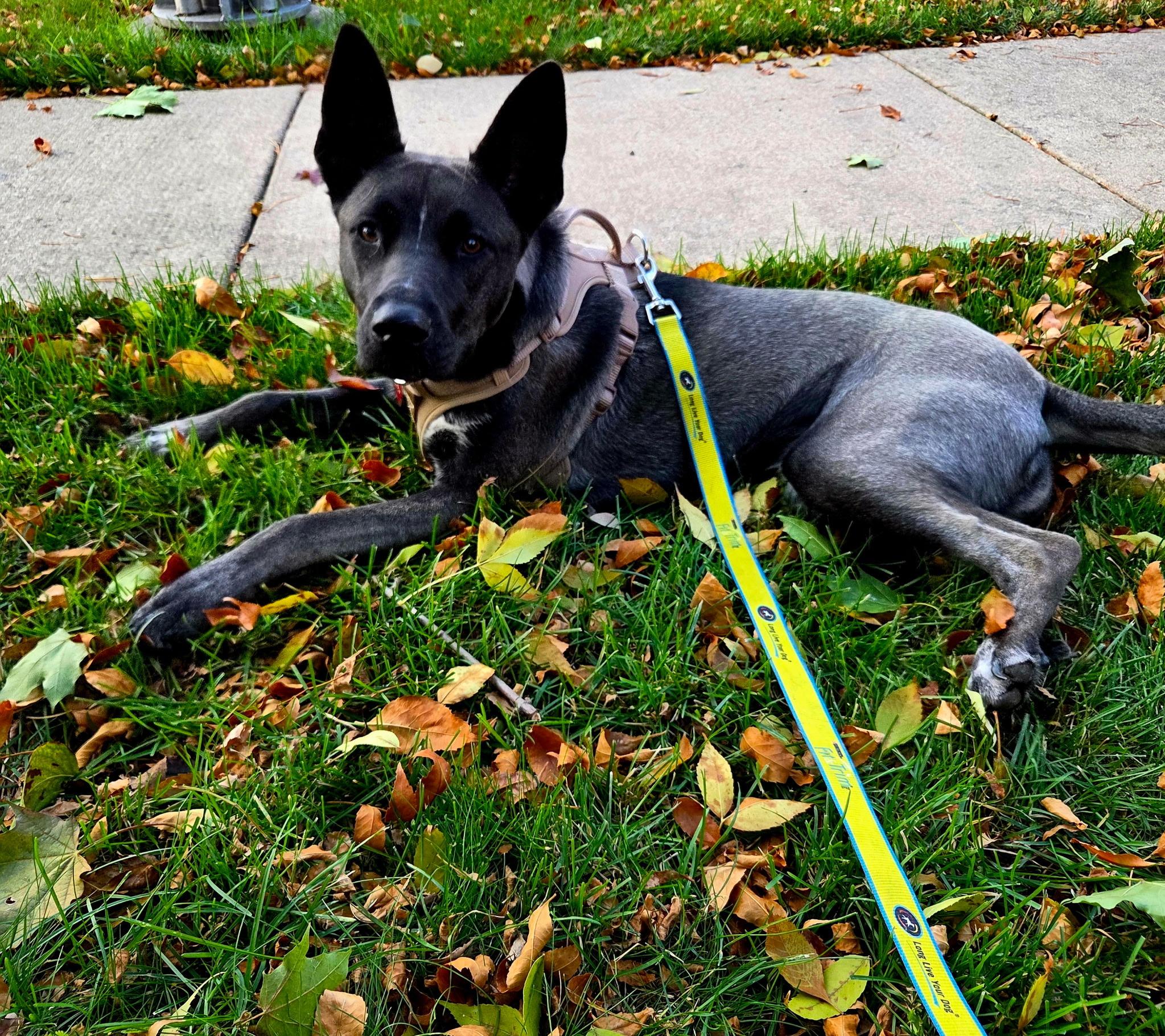 Enlarge Sybrina, a ADOPTABLE mixed breed in Lemont, IL image 3/3