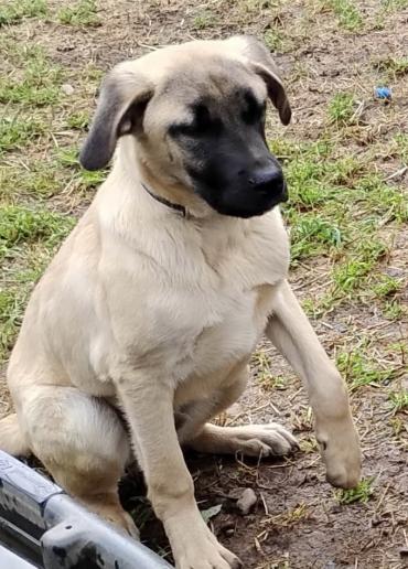 Fred, ADOPTABLE, Puppy Male Anatolian Shepherd.