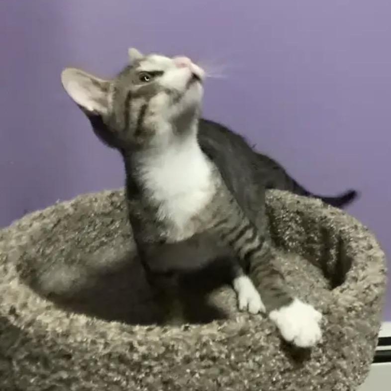 Mittens, Adoptable, Kitten Female Tabby.