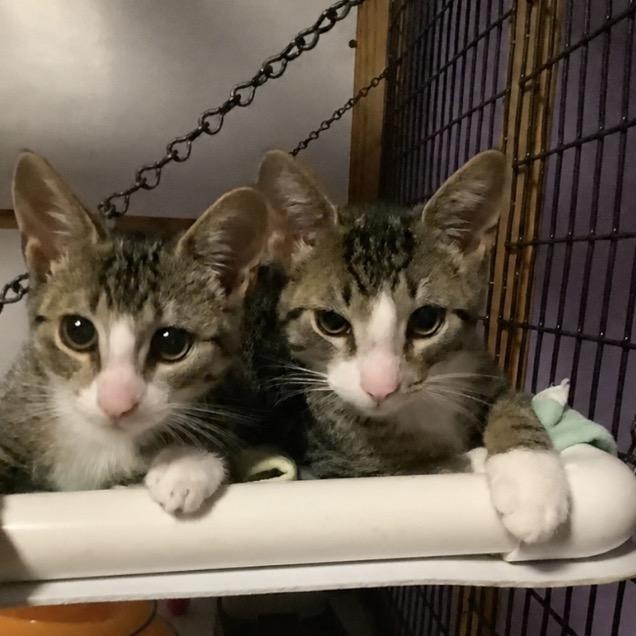 Enlarge Mittens, a Adoptable Tabby in East Northport, NY image 2/3