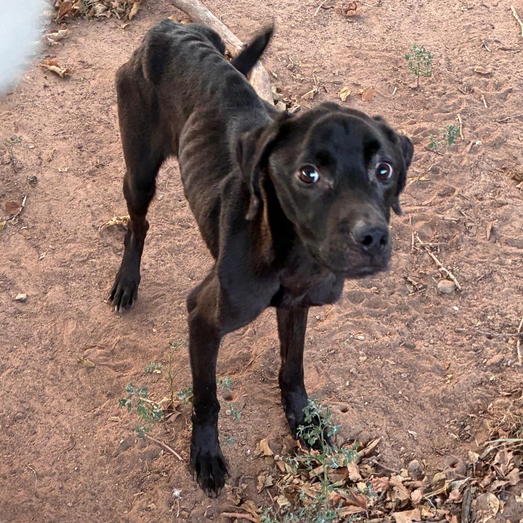 Finn, Adoptable, Young Male Labrador Retriever & Mixed Breed.