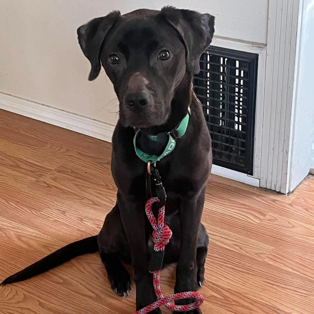 Enlarge Finn, a Adoptable mixed breed in Bend, OR image 2/6