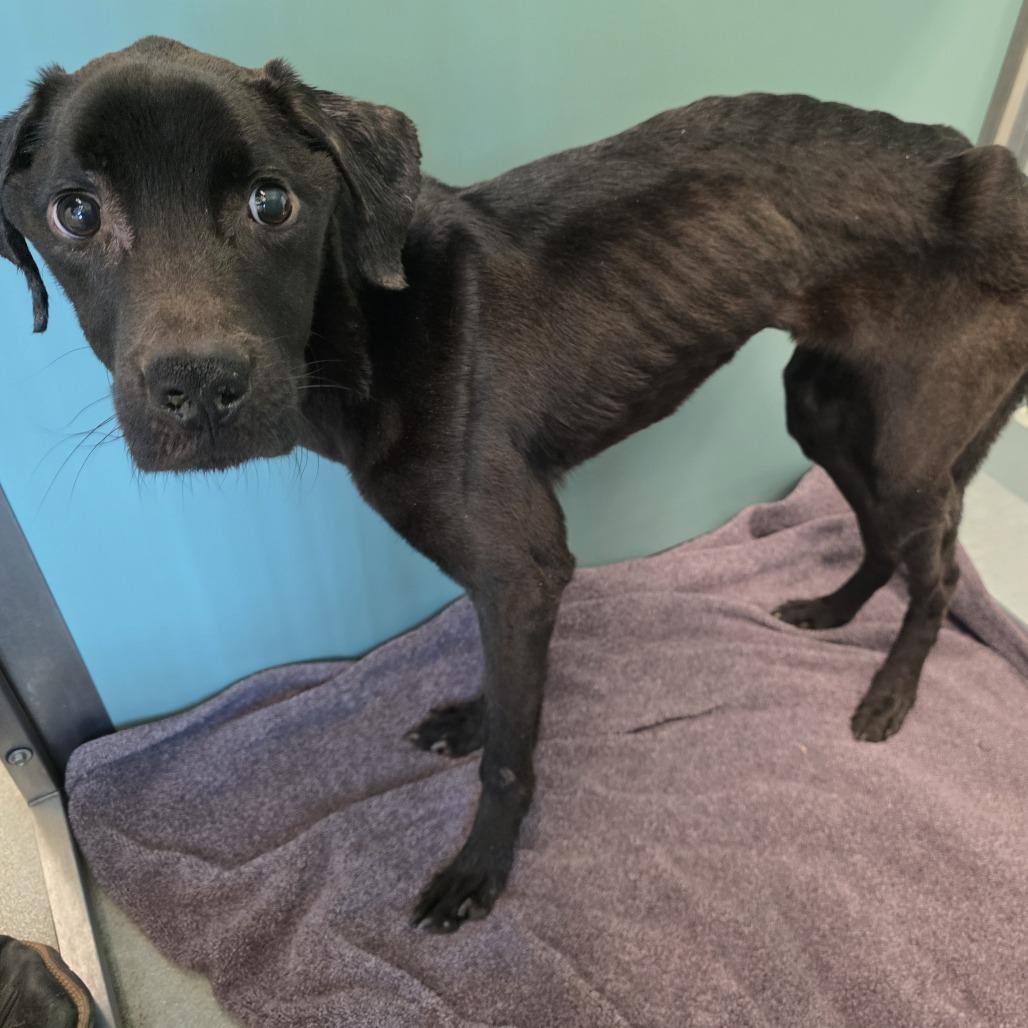 Enlarge Finn, a Adoptable mixed breed in Bend, OR image 3/6