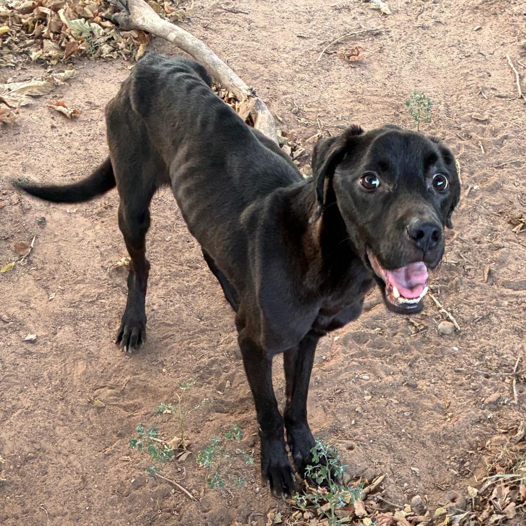 Enlarge Finn, a Adoptable mixed breed in Bend, OR image 4/6