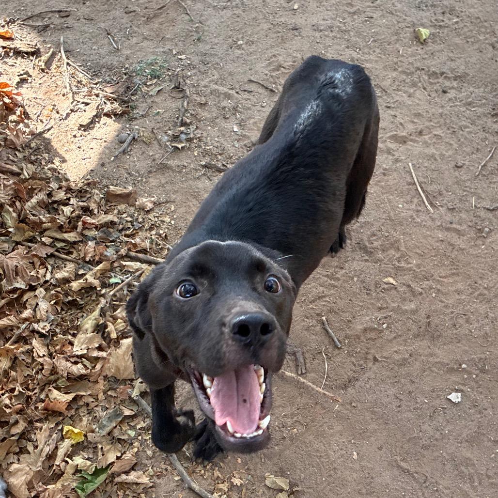 Enlarge Finn, a Adoptable mixed breed in Bend, OR image 5/6