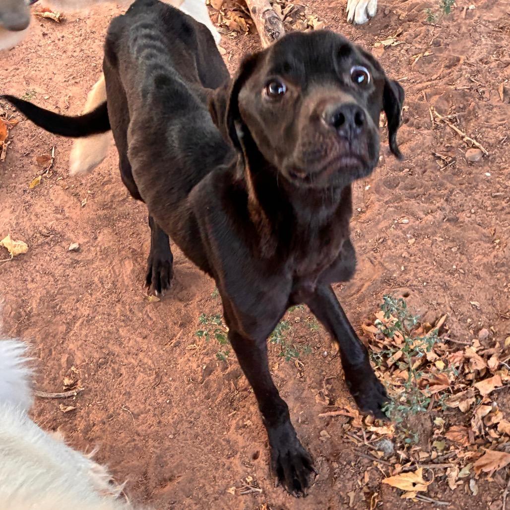 Enlarge Finn, a Adoptable mixed breed in Bend, OR image 6/6
