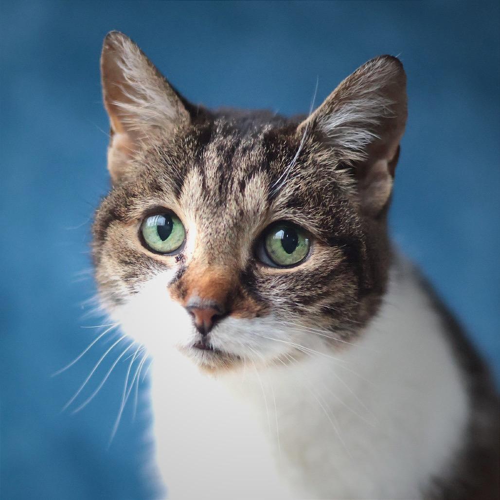 Bastet, a Adoptable mixed breed in Philadelphia, PA image 1/6