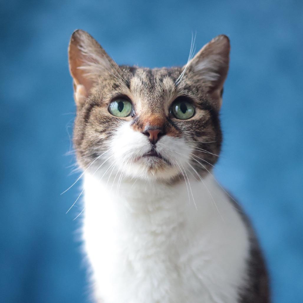 Bastet, a Adoptable mixed breed in Philadelphia, PA image 4/6