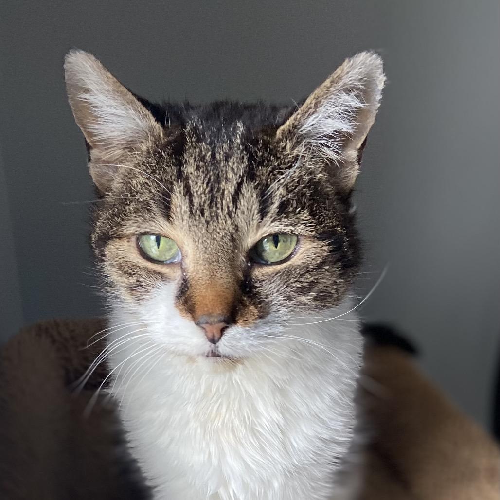 Bastet — thumbnail 3