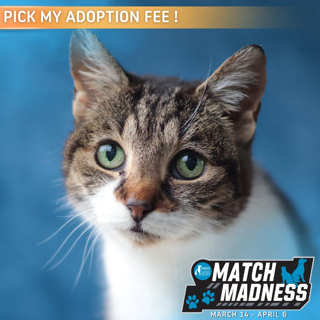 Enlarge Bastet, a Adoptable mixed breed in Philadelphia, PA image 2/6