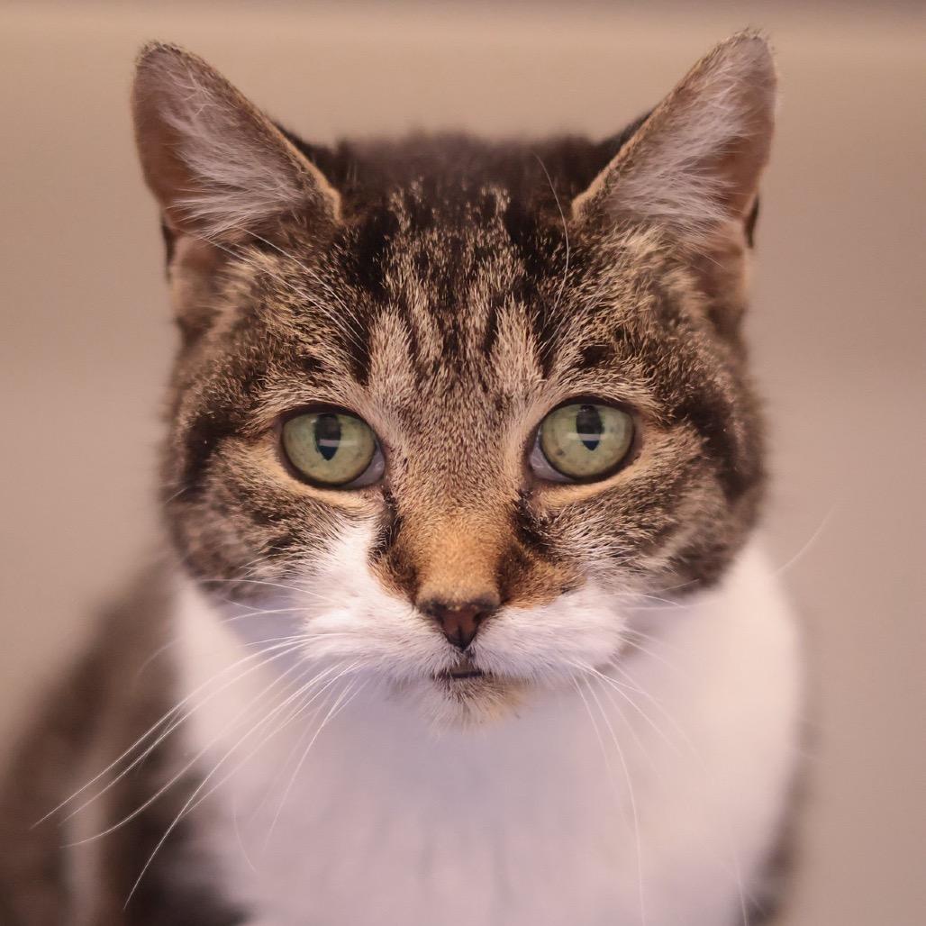 Enlarge Bastet, a Adoptable mixed breed in Philadelphia, PA image 3/6