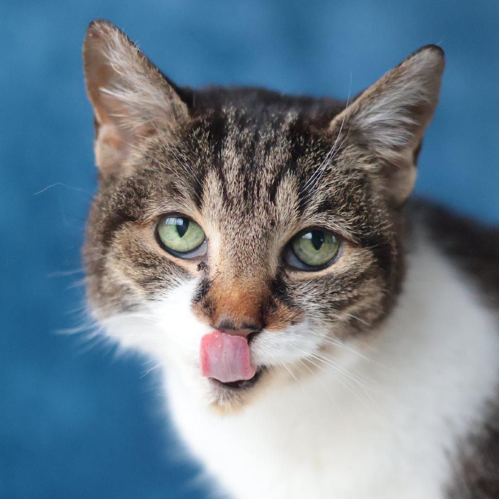 Enlarge Bastet, a Adoptable mixed breed in Philadelphia, PA image 4/6