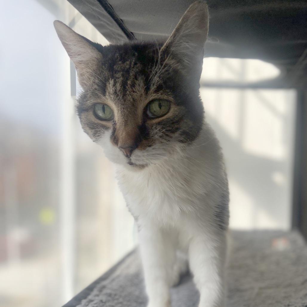 Enlarge Bastet, a Adoptable mixed breed in Philadelphia, PA image 5/6