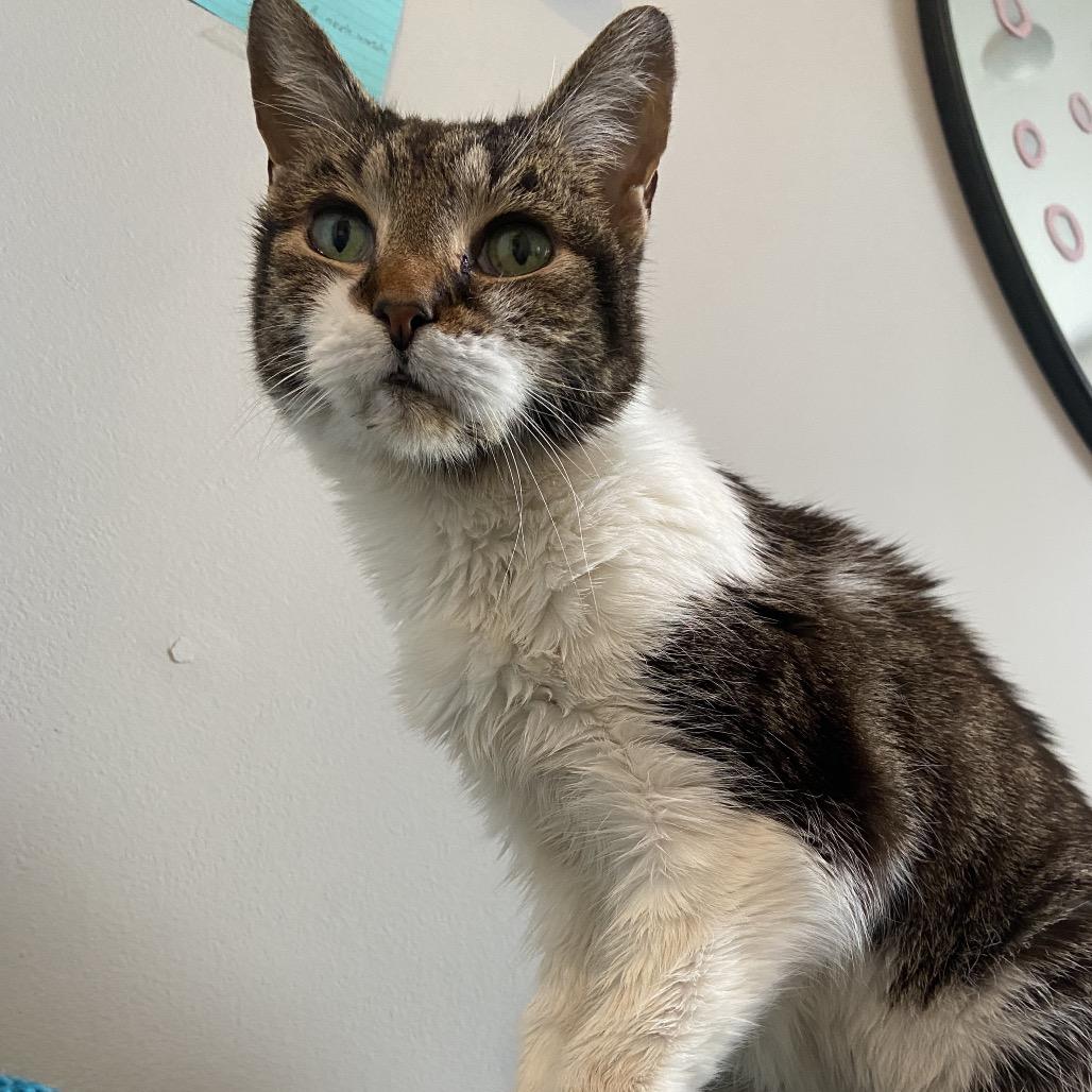 Bastet — thumbnail 6