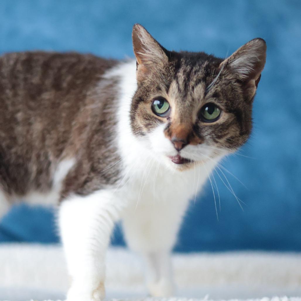 Enlarge Bastet, a Adoptable mixed breed in Philadelphia, PA image 6/6