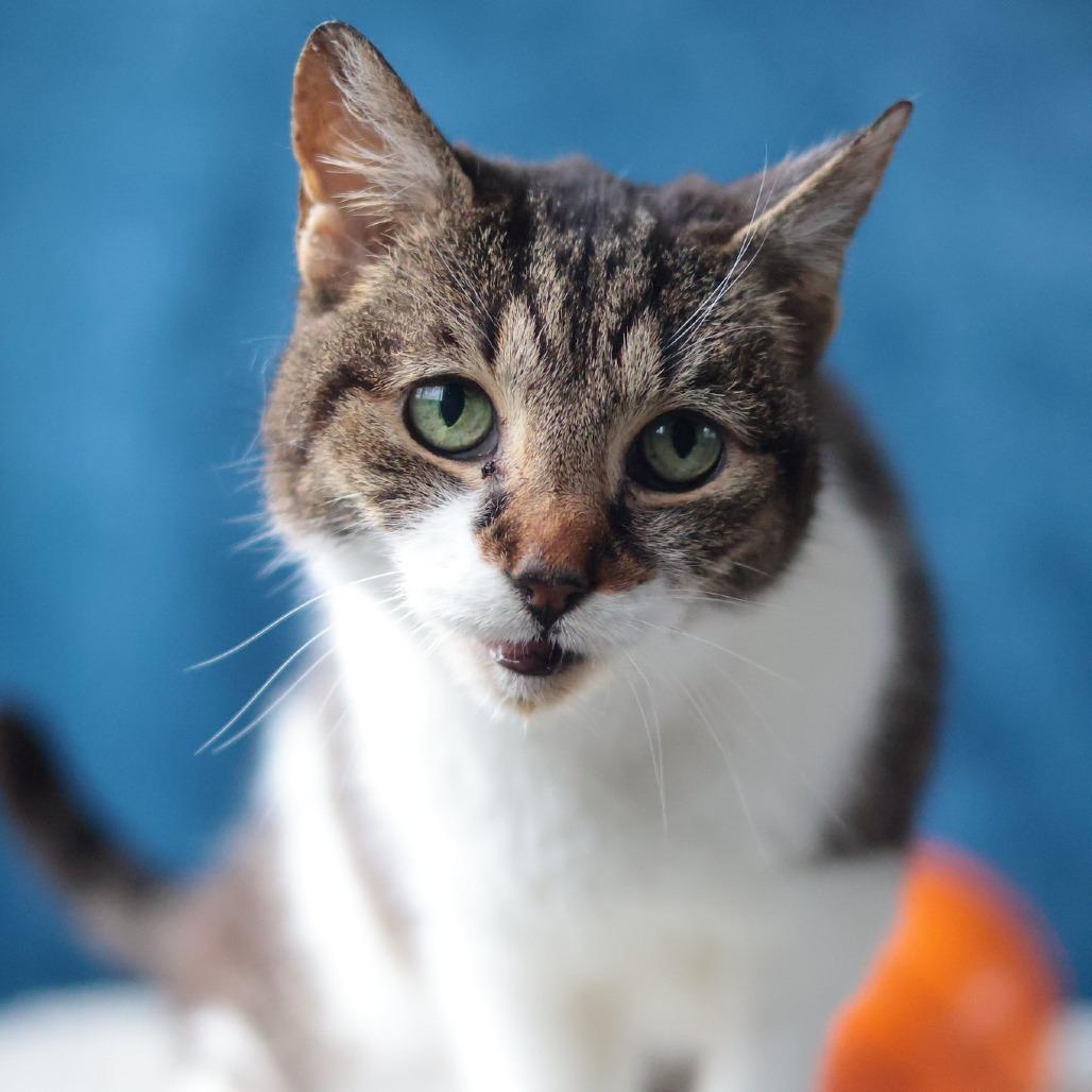 Enlarge Bastet, a Adoptable mixed breed in Philadelphia, PA image 6/6