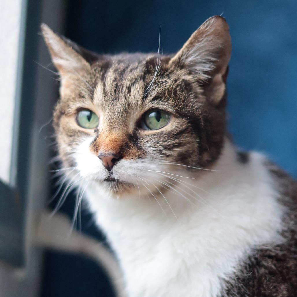 Bastet, a Adoptable mixed breed in Philadelphia, PA image 6/6