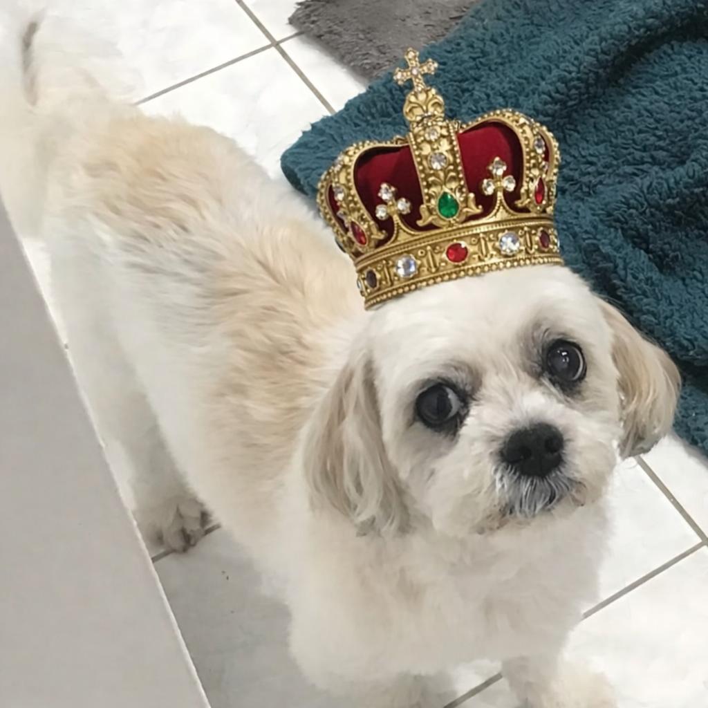 Rodger, ADOPTABLE, Senior Male Shih Tzu.