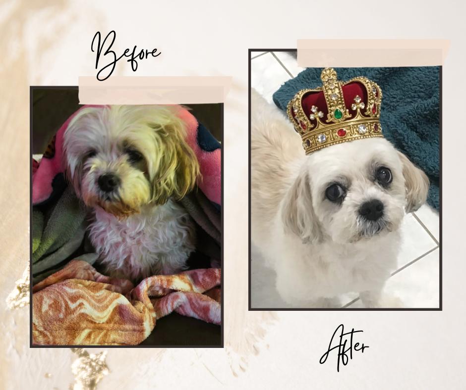 Enlarge Rodger, a ADOPTABLE Shih Tzu in Sunderland, MD image 3/3