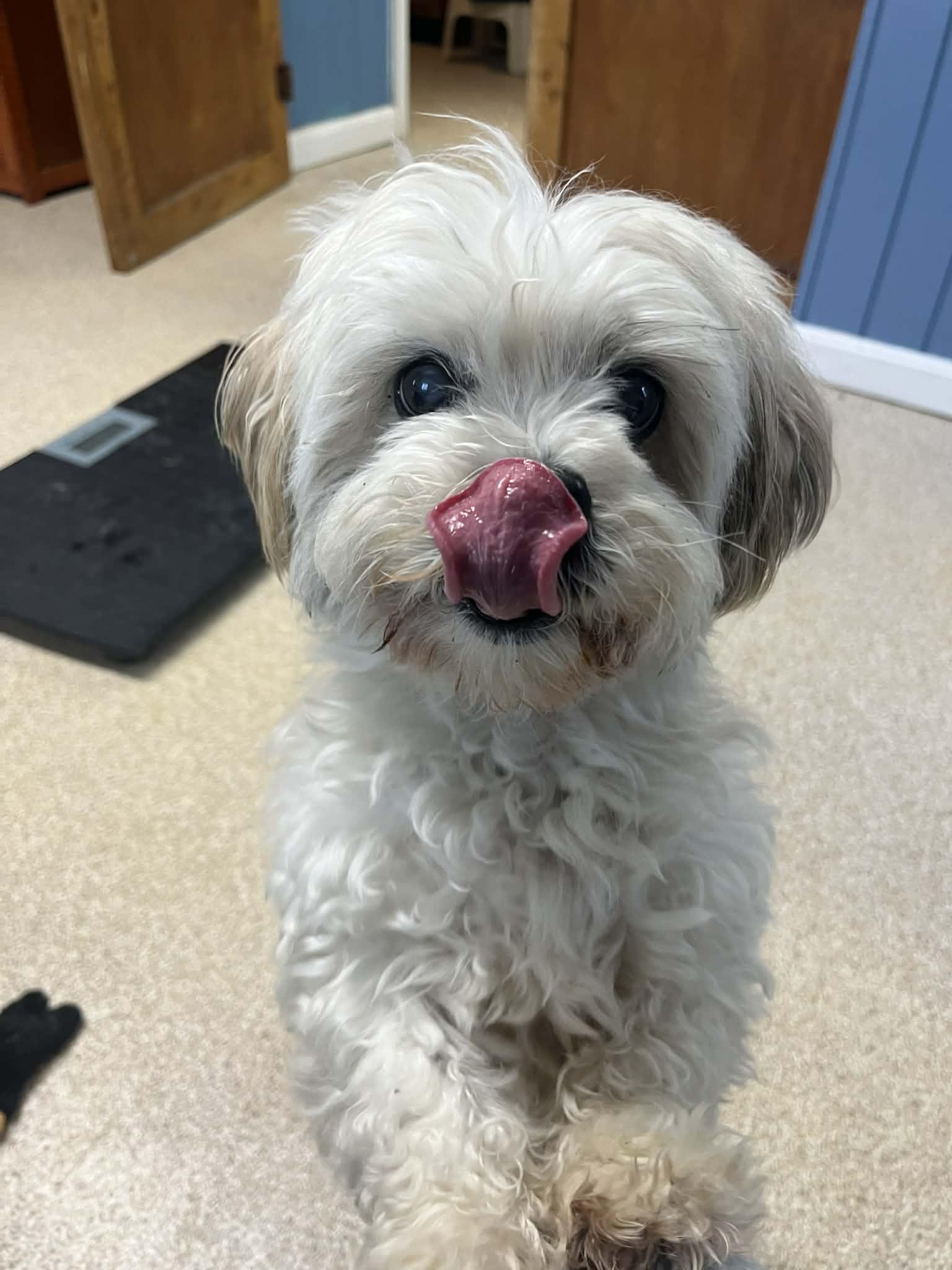 Enlarge Rodger, a ADOPTABLE Shih Tzu in Sunderland, MD image 2/3