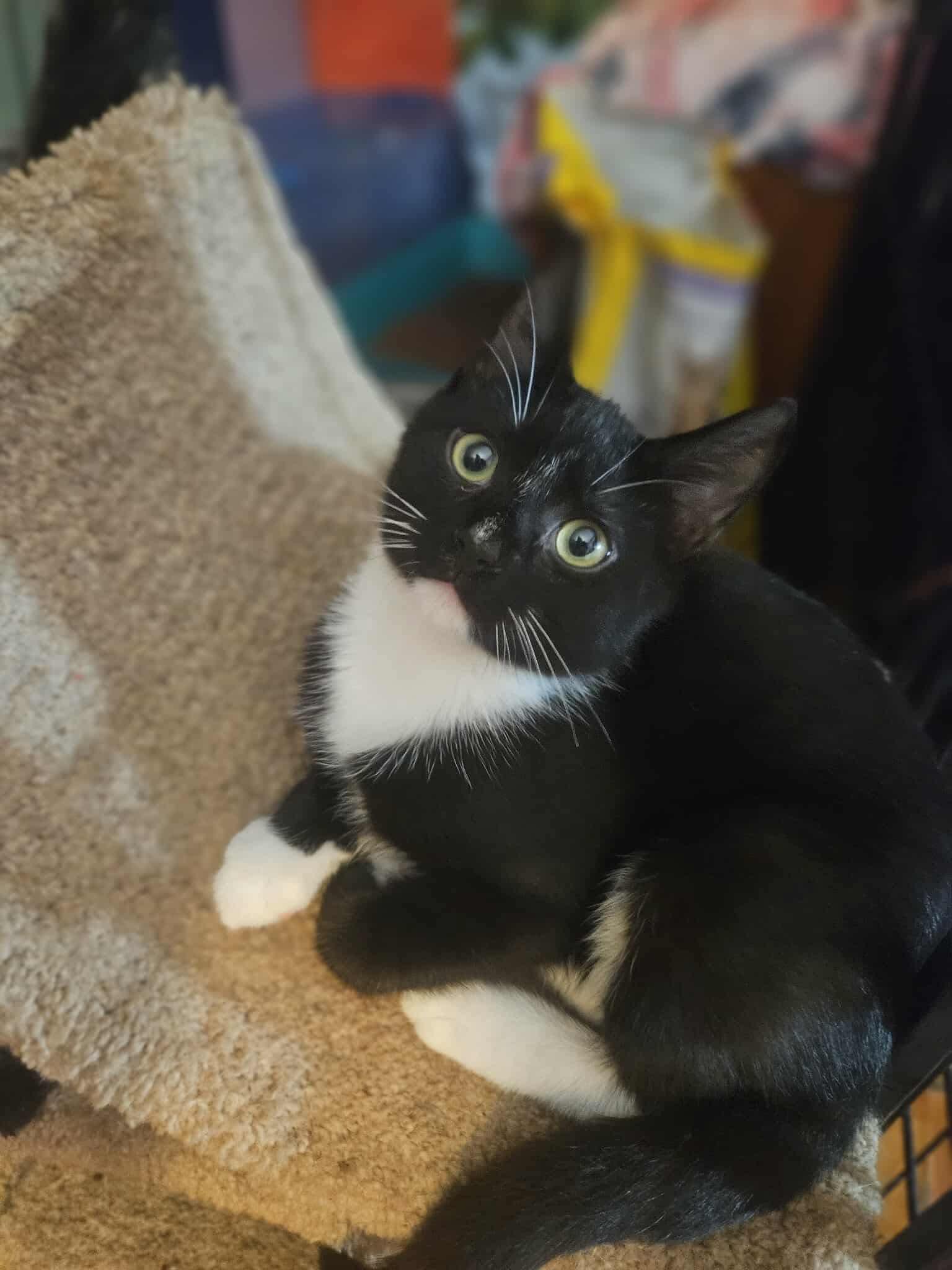 Enlarge Michael, a Adoptable Domestic Short Hair in Glen Burnie, MD image 1/3