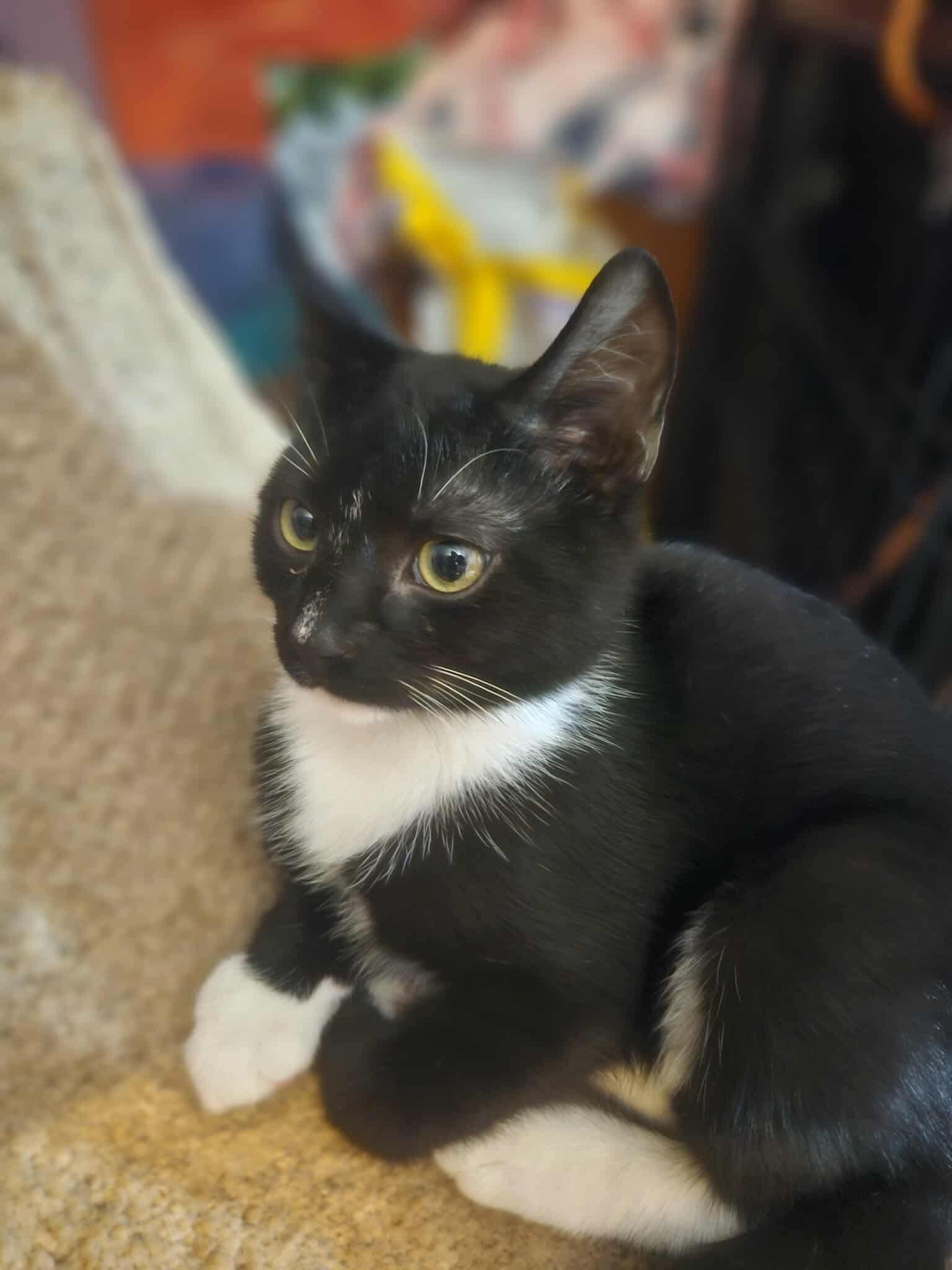 Enlarge Michael, a Adoptable Domestic Short Hair in Glen Burnie, MD image 3/3