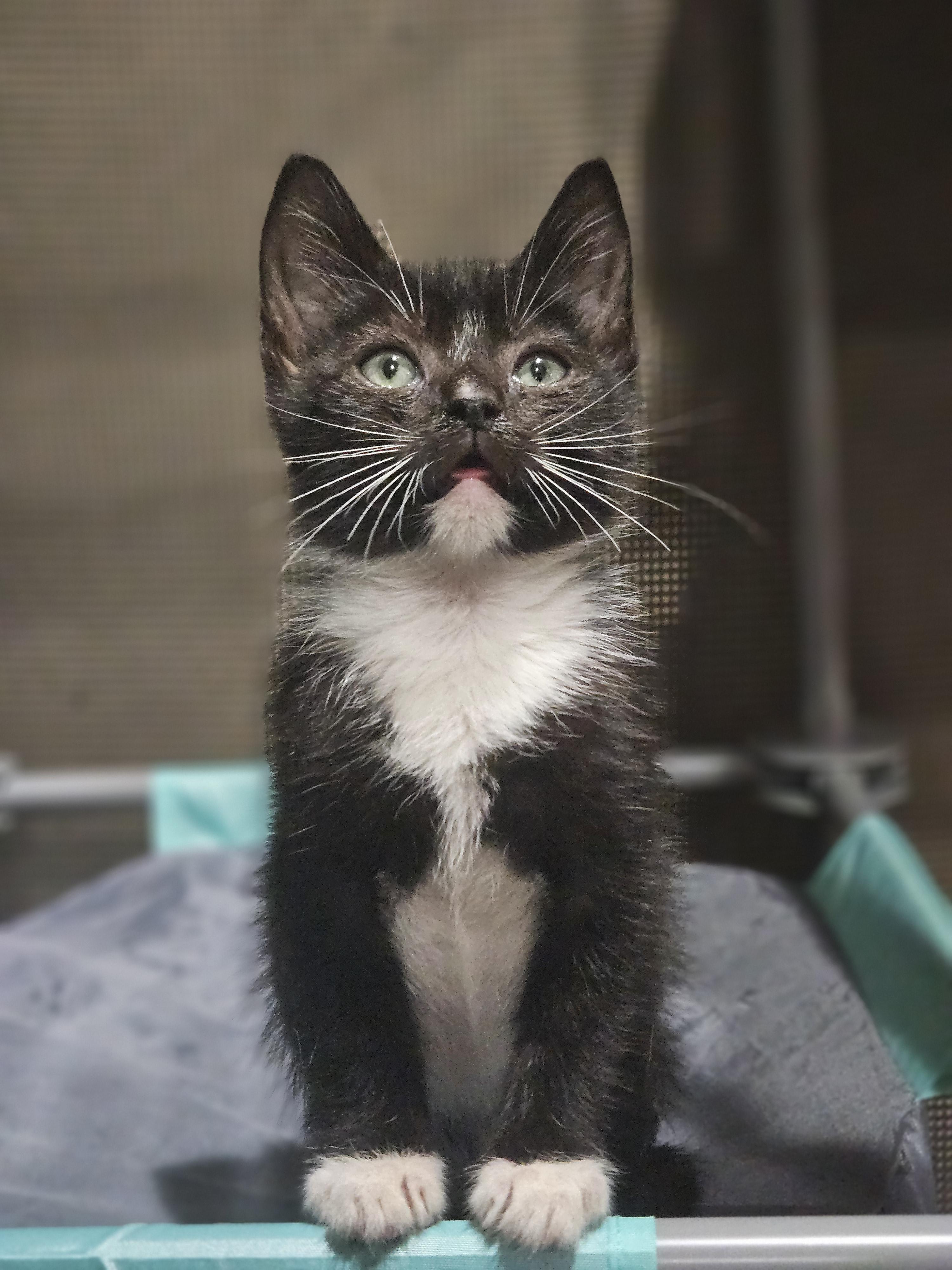 Enlarge Michael, a Adoptable Domestic Short Hair in Glen Burnie, MD image 2/3