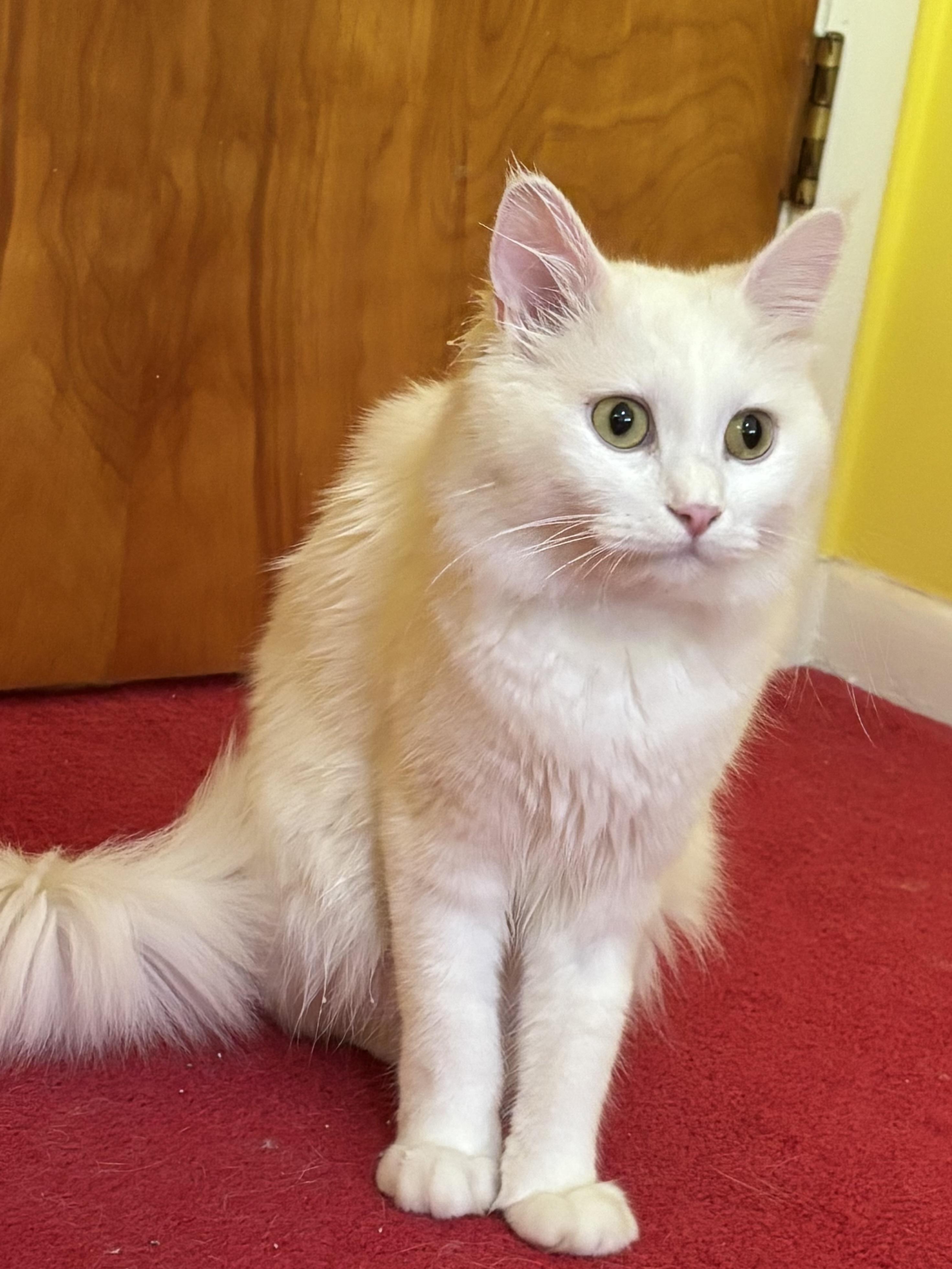 Enlarge Randy (long hair, part Persian), a ADOPTABLE Persian in Fairfax, VA image 1/2