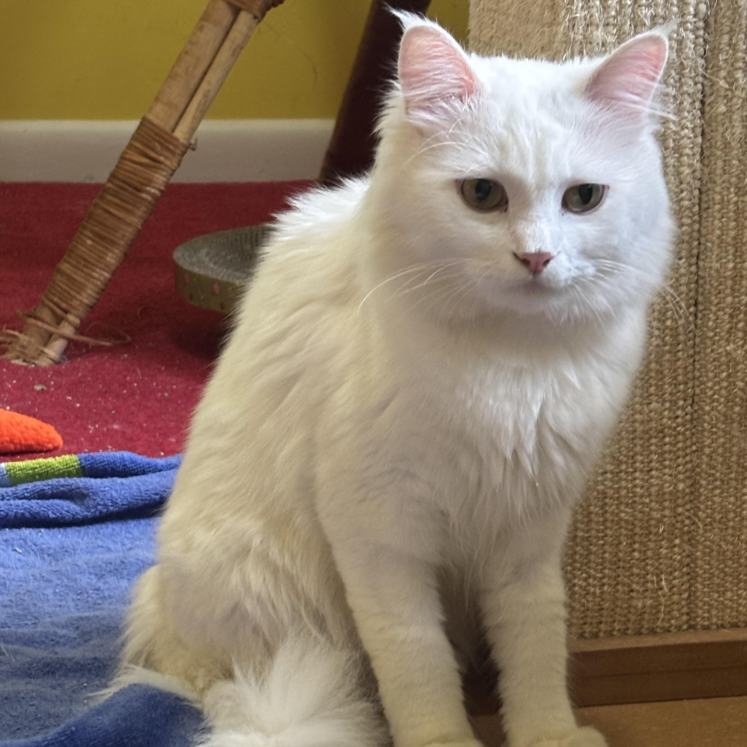 Enlarge Randy (long hair, part Persian), a ADOPTABLE Persian in Fairfax, VA image 2/2