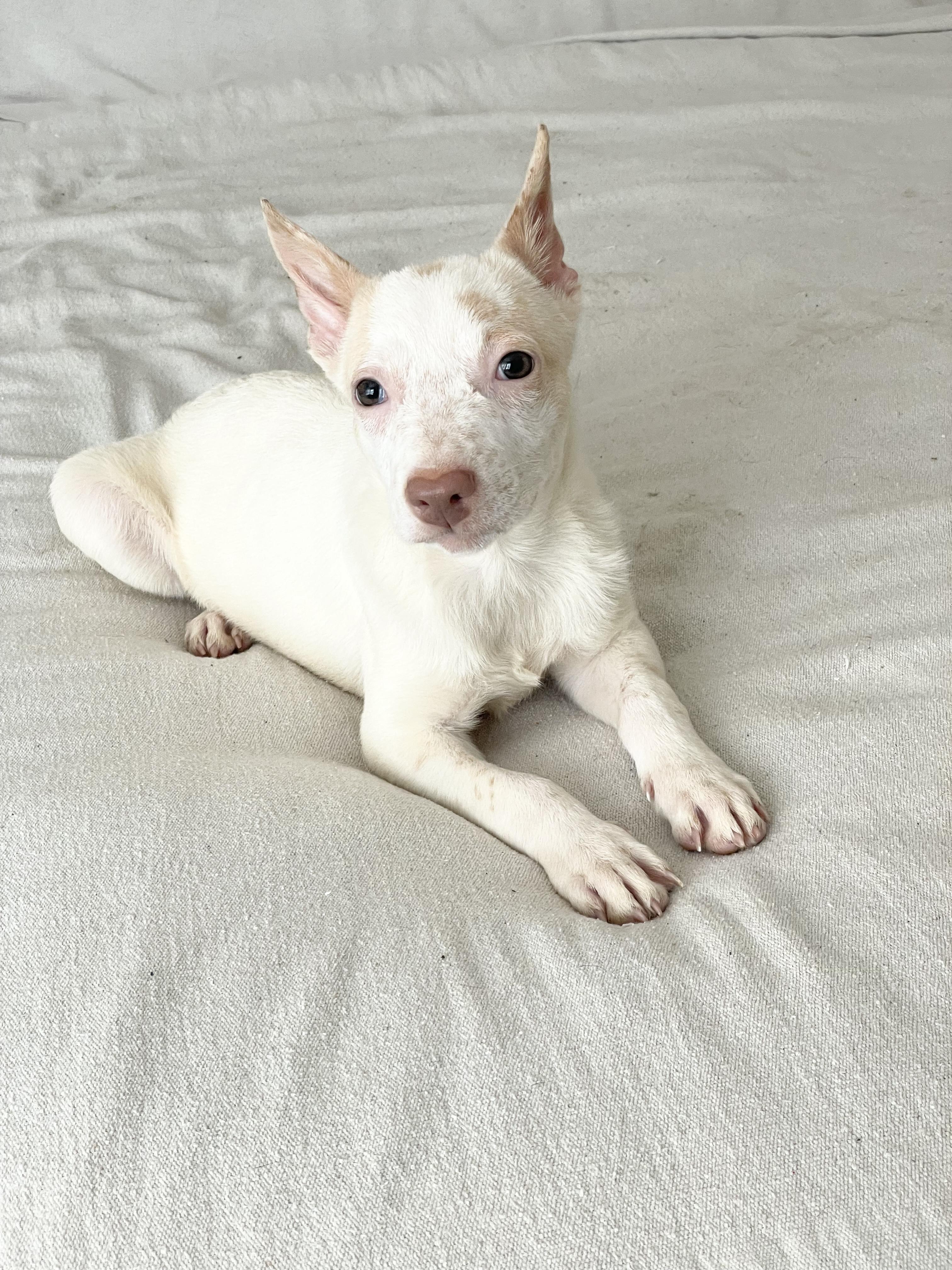 Cuddly Clark, a ADOPTABLE mixed breed in West Hartford , CT image 2/5
