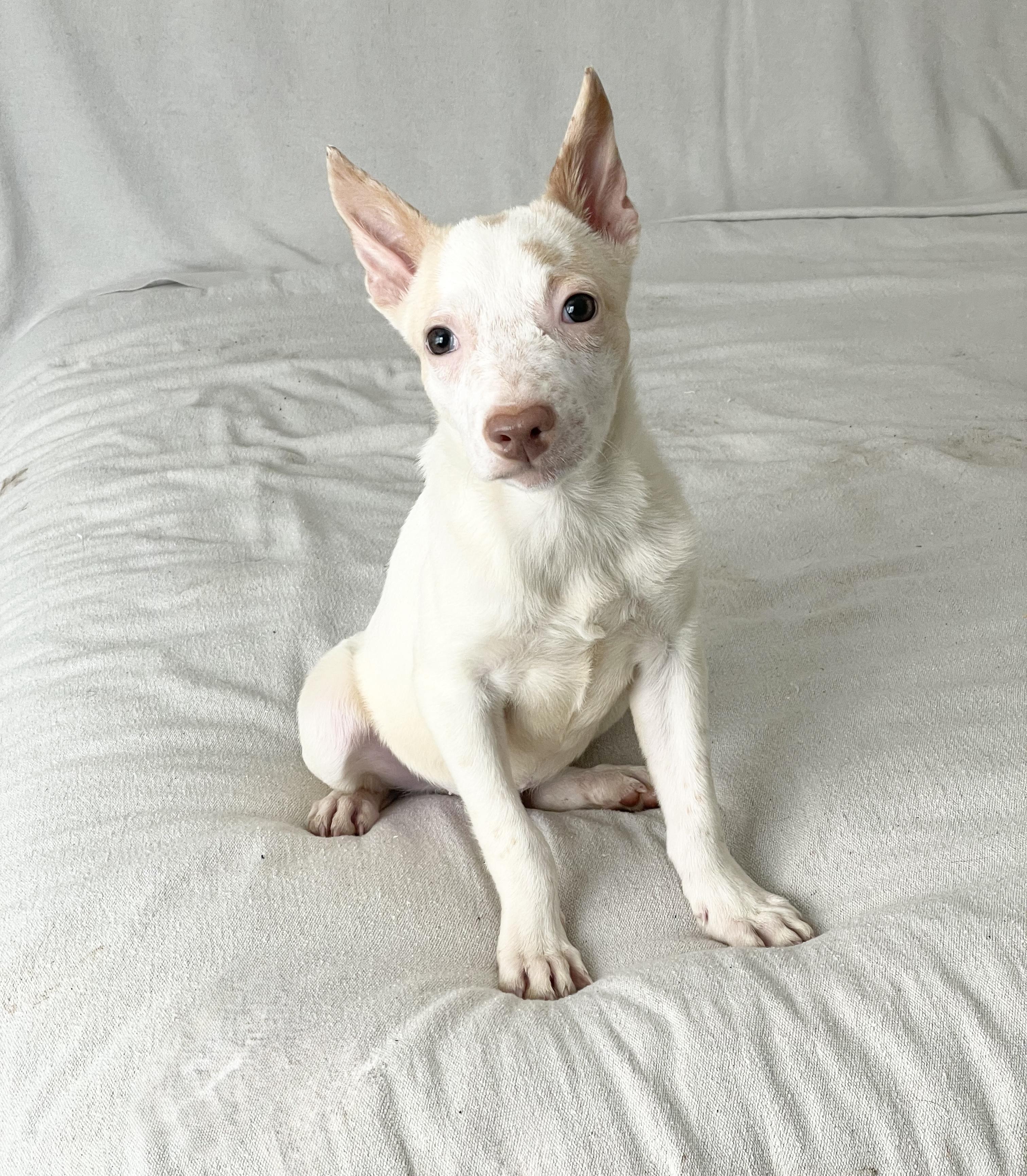 Cuddly Clark, a ADOPTABLE mixed breed in West Hartford , CT image 3/5