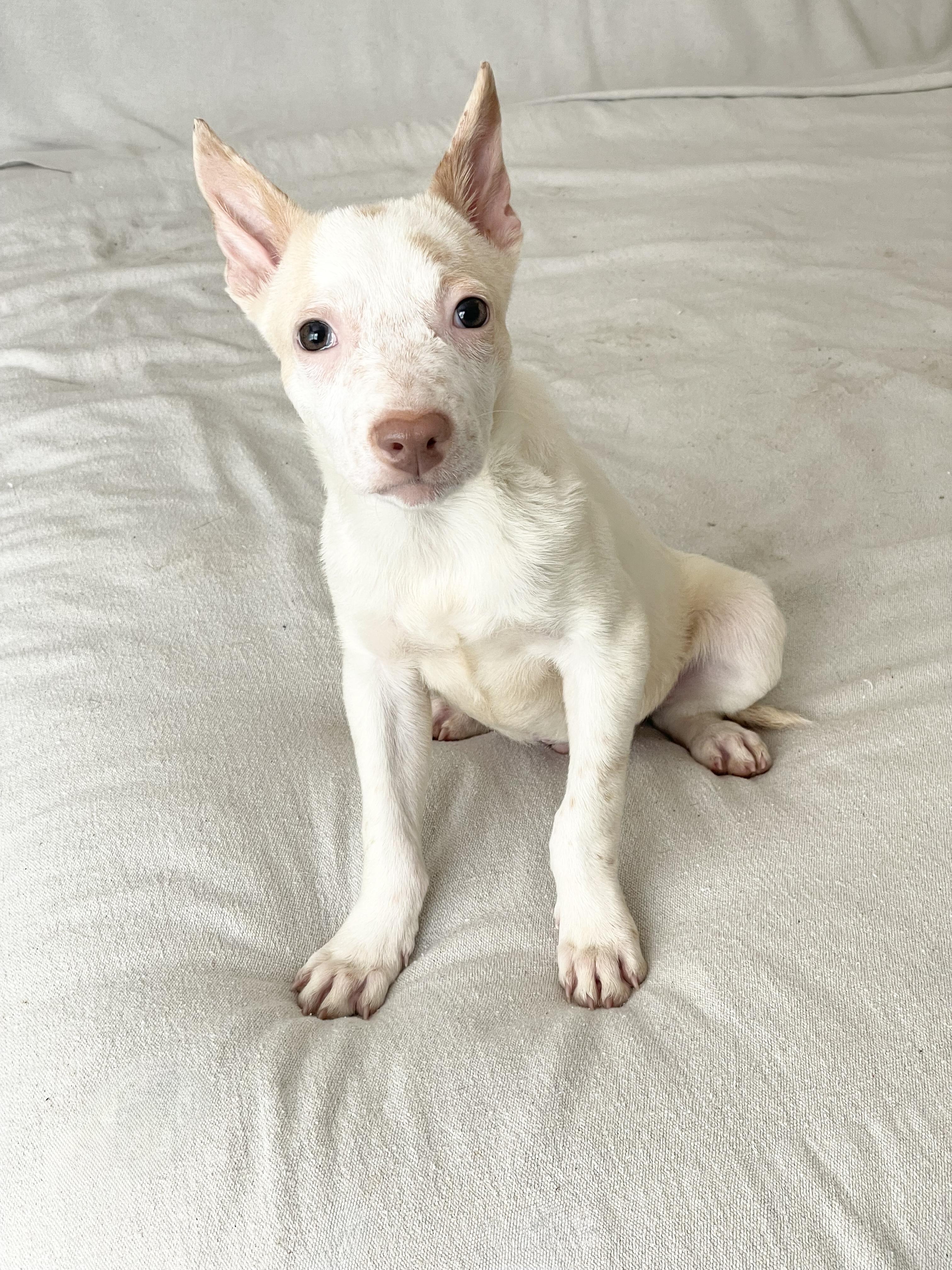 Cuddly Clark, a ADOPTABLE mixed breed in West Hartford , CT image 5/5