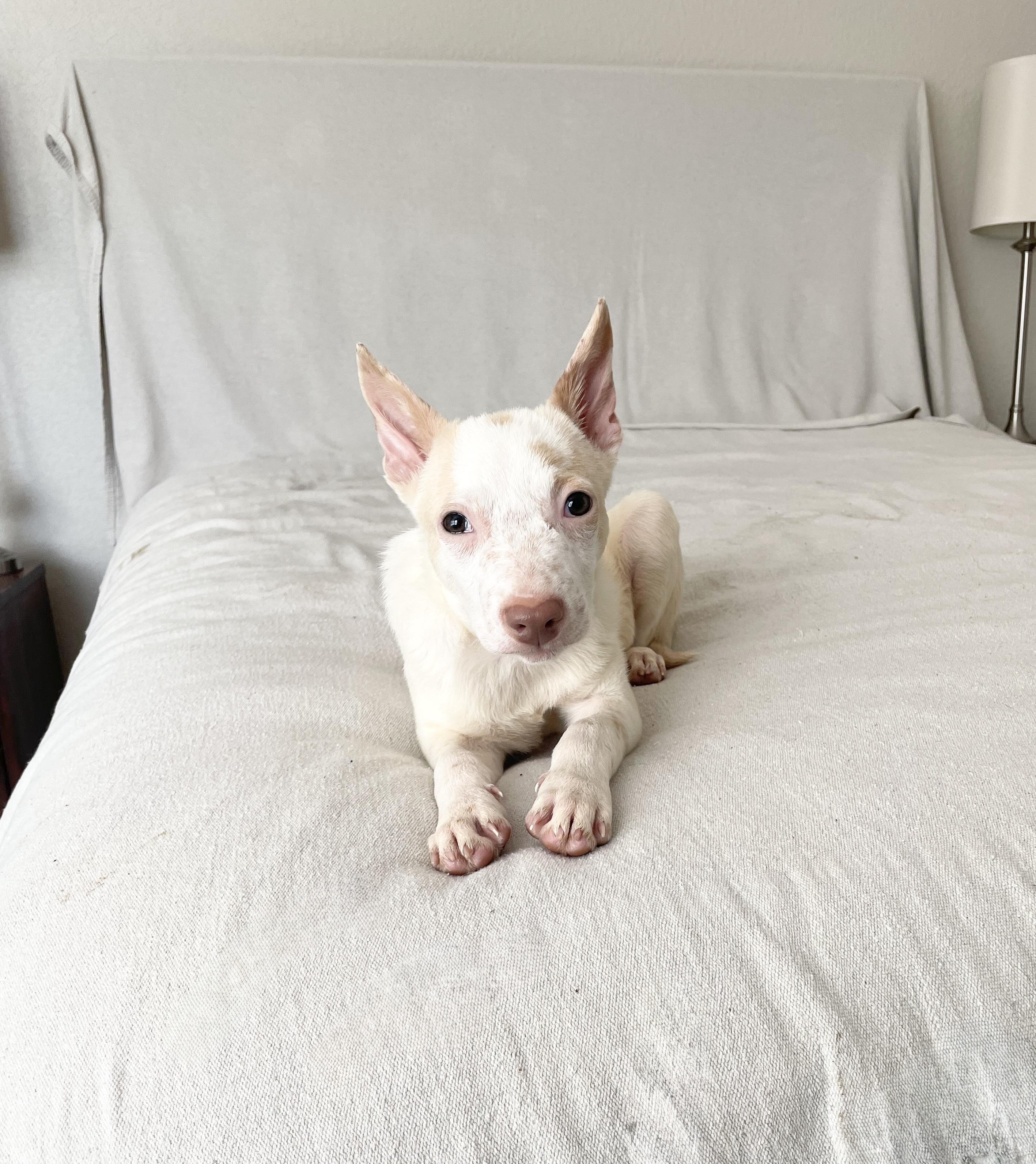 Cuddly Clark, a ADOPTABLE mixed breed in West Hartford , CT image 4/5