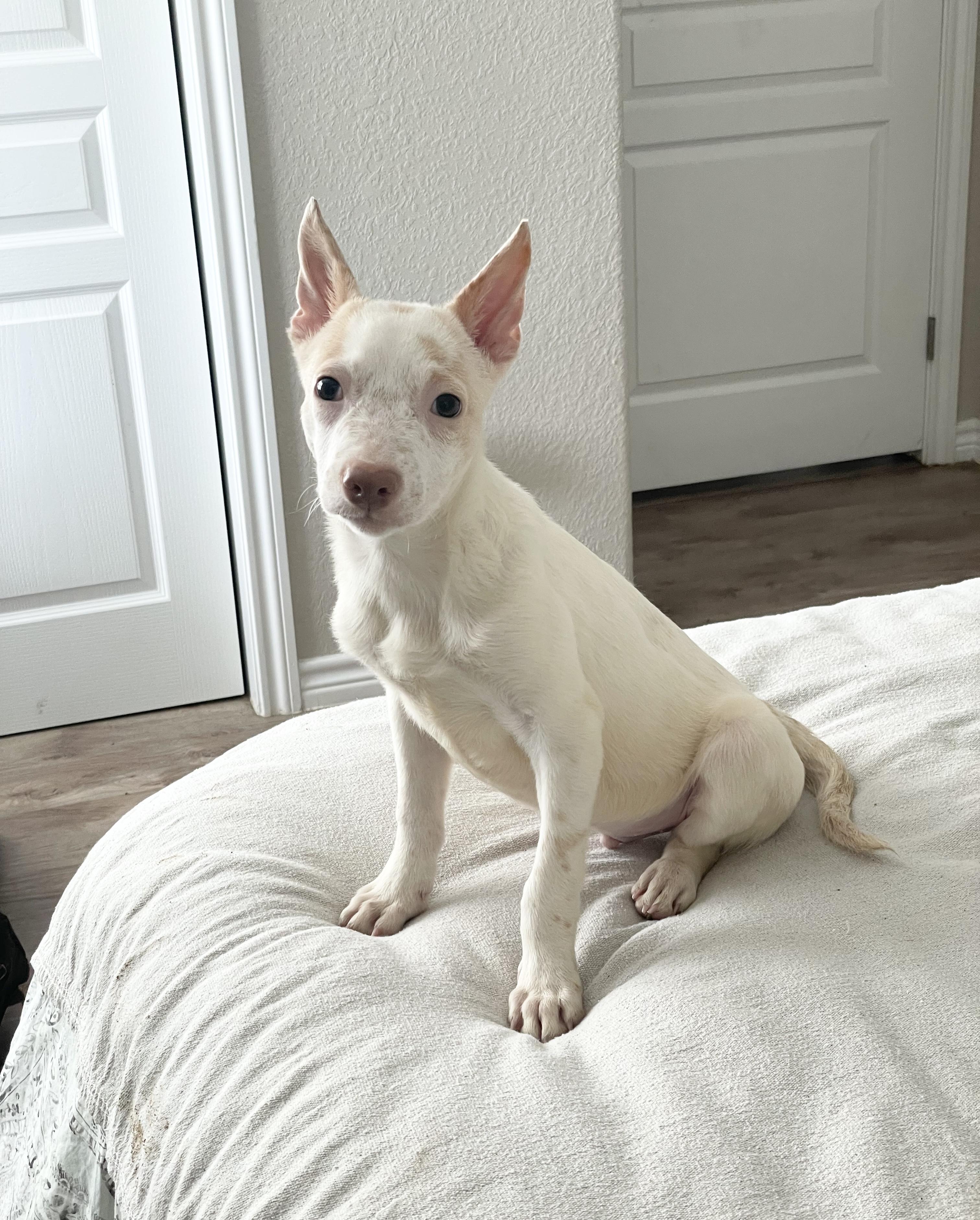 Cuddly Clark, ADOPTABLE, Puppy Male Australian Cattle Dog / Blue Heeler & Rat Terrier.
