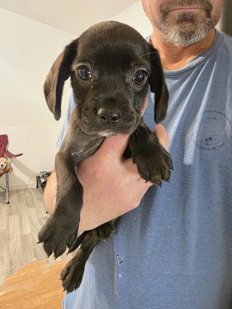 Bart, a Adoptable mixed breed in Windsor, CA image 2/6