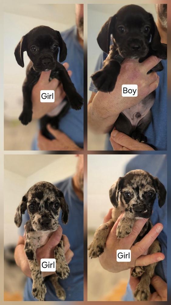 Bart, a Adoptable mixed breed in Windsor, CA image 3/6