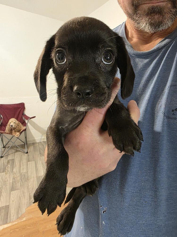 Bart, a Adoptable mixed breed in Windsor, CA image 4/6