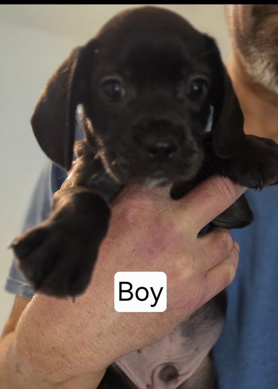 Bart, a Adoptable mixed breed in Windsor, CA image 5/6