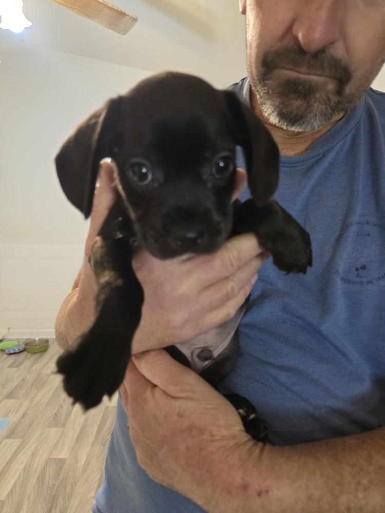 Bart, a Adoptable mixed breed in Windsor, CA image 6/6