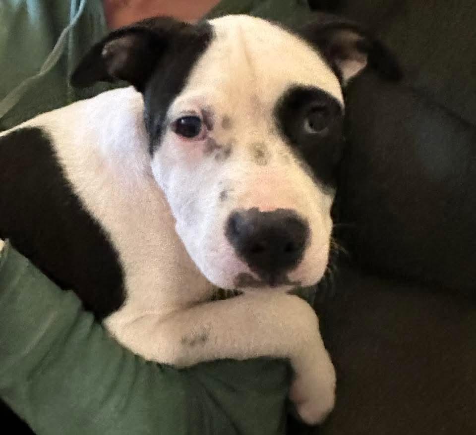 Petey