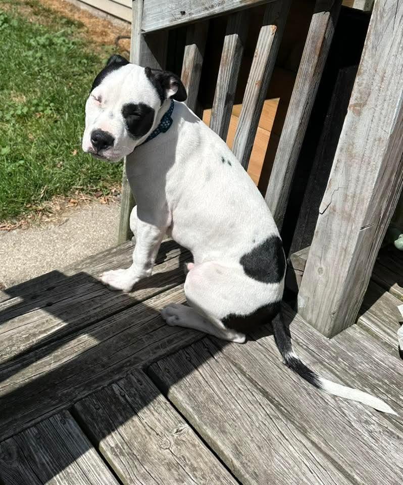 Petey