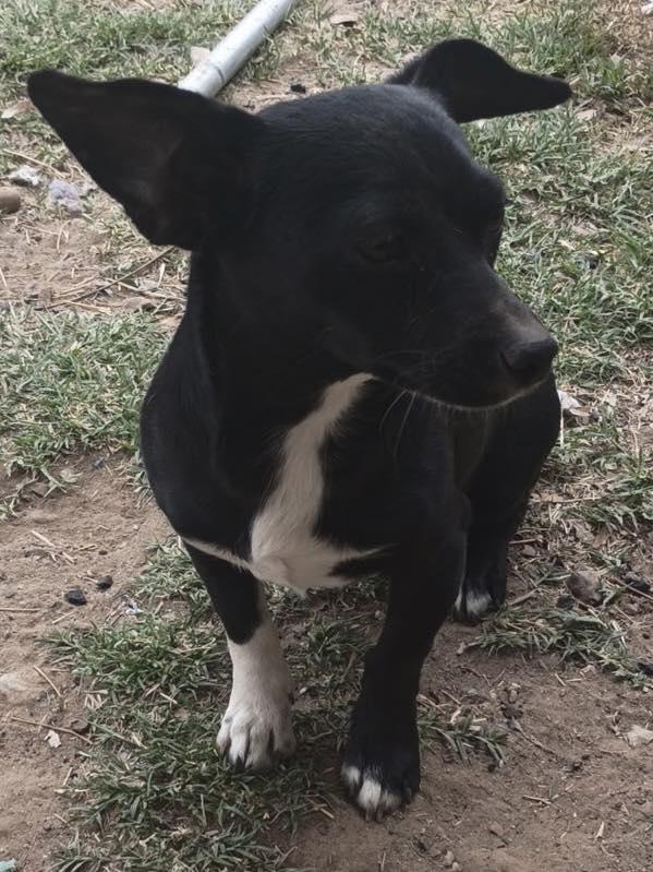 Leah, ADOPTABLE, Young Female Jack Russell Terrier.
