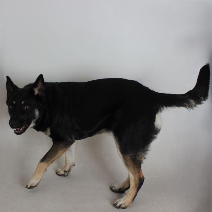 Enlarge Lulu, an adopted German Shepherd Dog in Redding, CA image 1/1