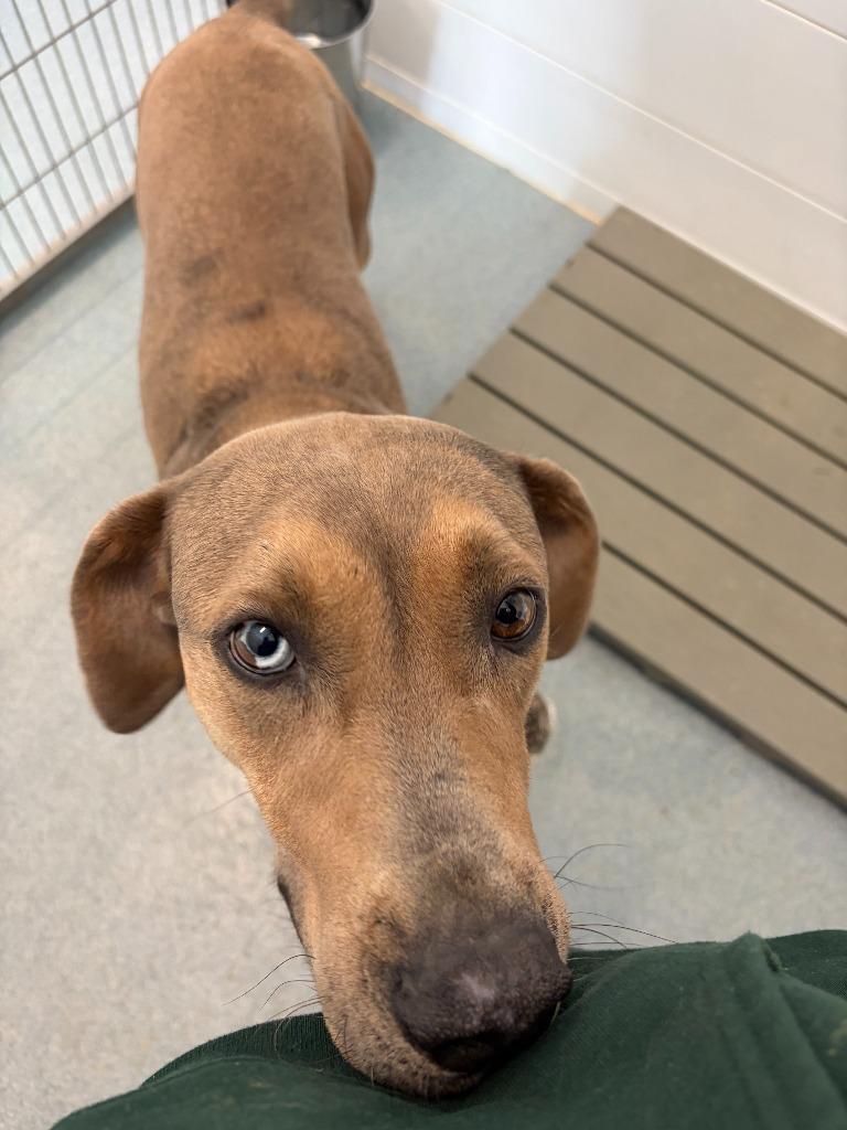Archie, Adoptable, Adult Male Rhodesian Ridgeback & Mixed Breed.