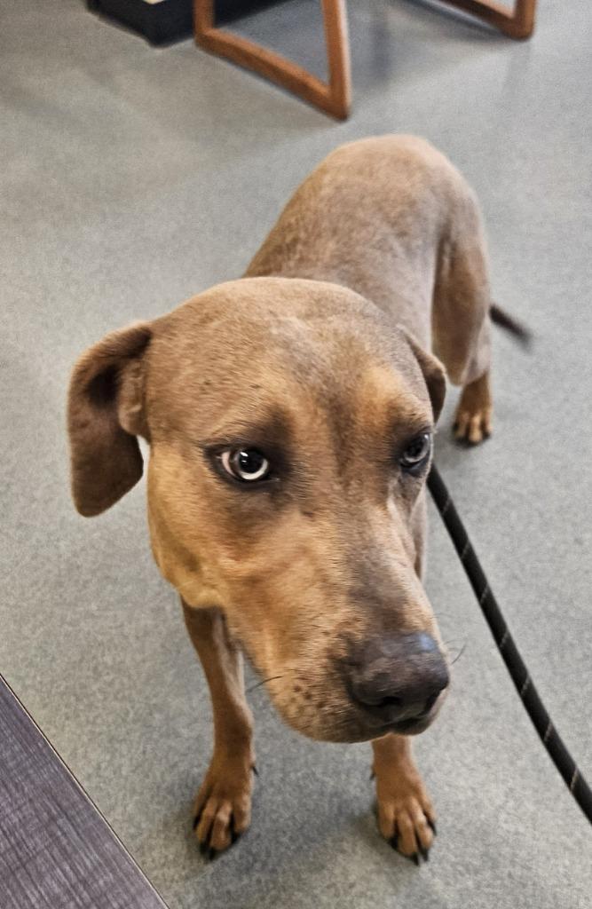 Archie, a Adoptable mixed breed in Portland, IN image 1/4