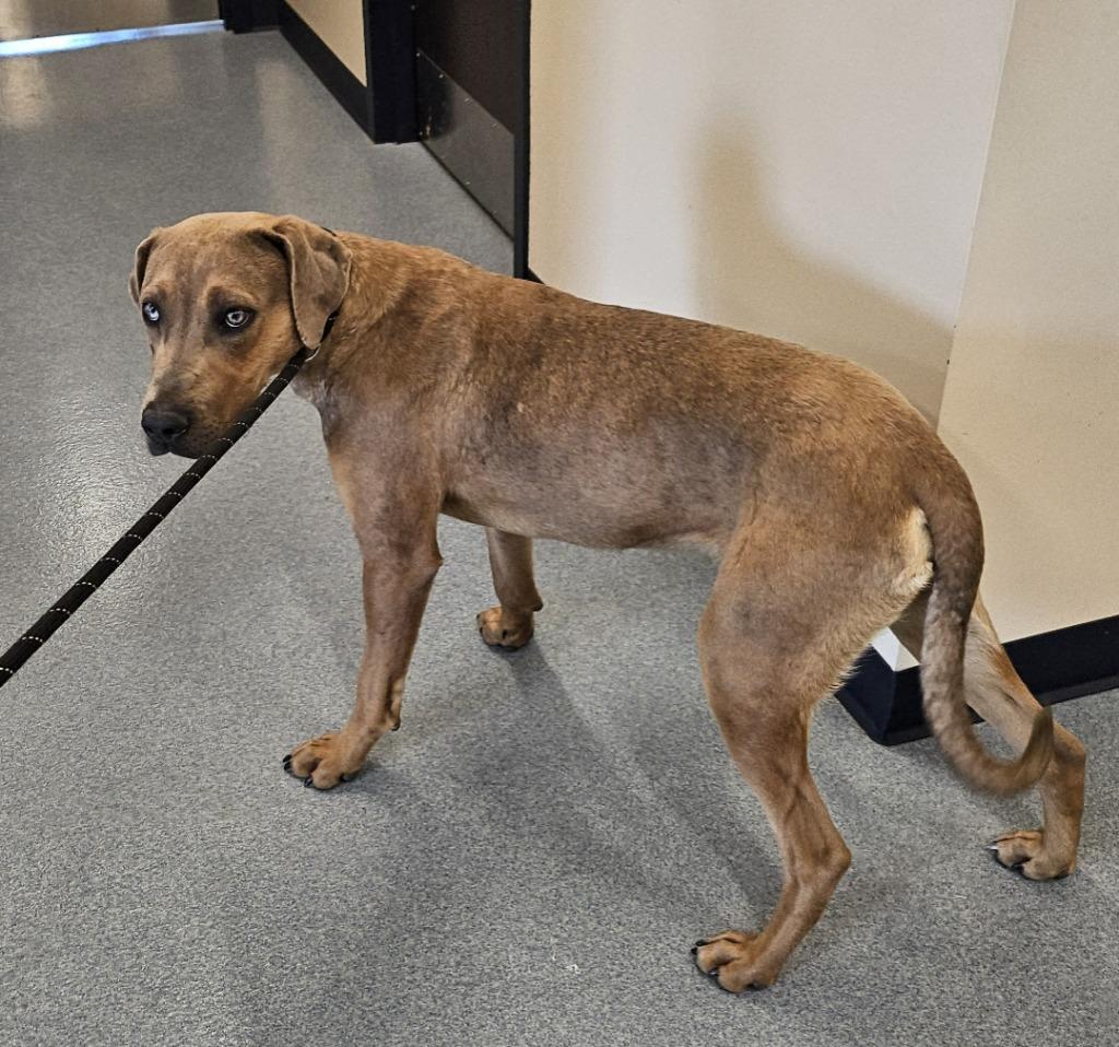 Enlarge Archie, a Adoptable mixed breed in Portland, IN image 3/6