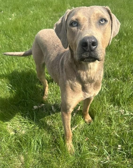 Archie, a Adoptable mixed breed in Portland, IN image 4/4